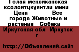 Голая мексиканская ксолоитцкуинтли мини › Цена ­ 20 000 - Все города Животные и растения » Собаки   . Иркутская обл.,Иркутск г.